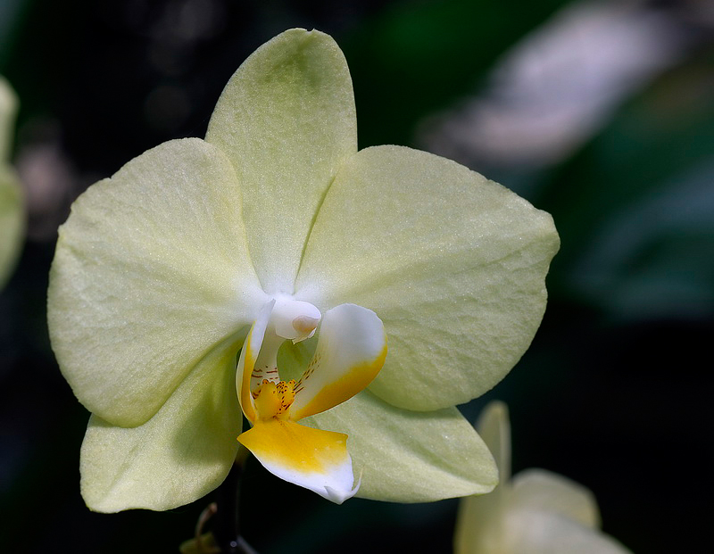Blume_DDD7635_Bildgröße ändern.jpg - Botanischer Garten Solingen